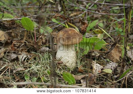 Mushroom