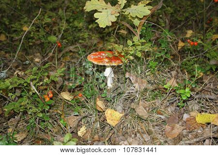 Fly-agaric
