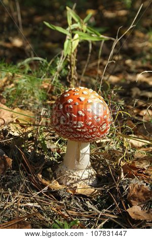 Fly-agaric