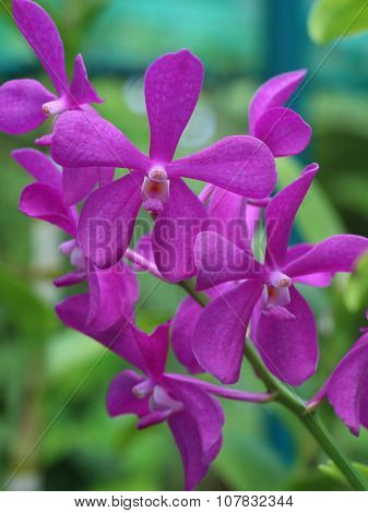 Violet vanda orchid