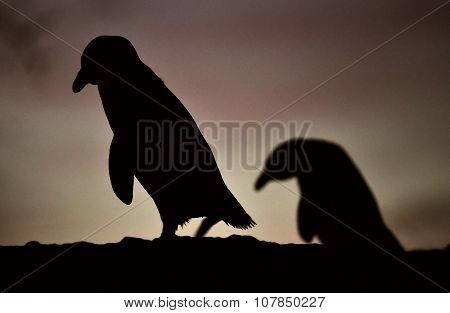 African Penguin In Twilights. African Penguin (spheniscus Demersus)