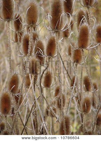 Dipsacus