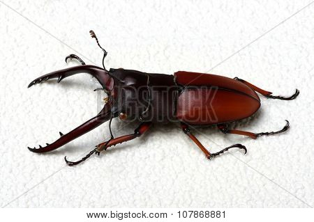 Stag beetle isolated on background