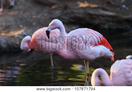 Chilean flamingos, Phoenicopterus chilensis