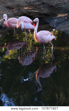 Chilean flamingos, Phoenicopterus chilensis