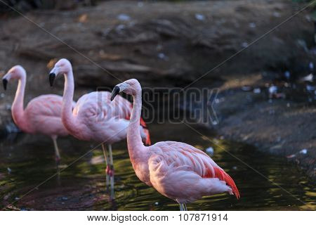Chilean flamingos, Phoenicopterus chilensis