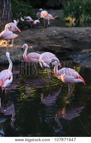 Chilean flamingos, Phoenicopterus chilensis