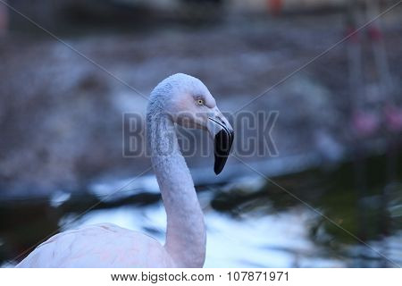 Chilean flamingos, Phoenicopterus chilensis