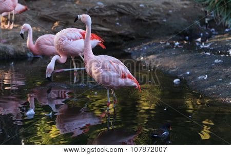 Chilean flamingos, Phoenicopterus chilensis