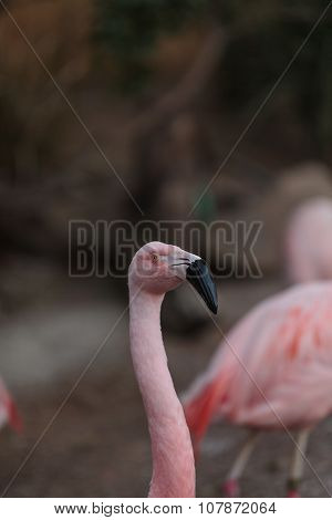 Chilean flamingos, Phoenicopterus chilensis