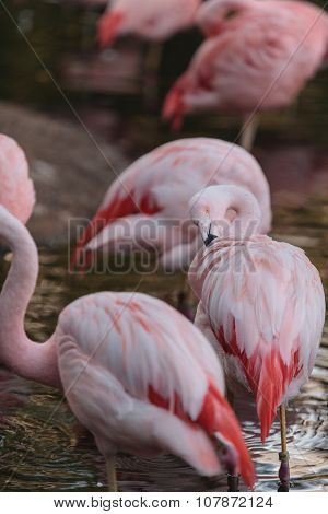 Chilean flamingos, Phoenicopterus chilensis