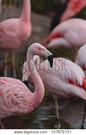 Chilean flamingos, Phoenicopterus chilensis