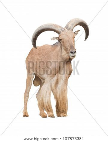 Barbary Sheep