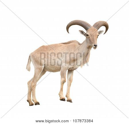 Barbary Sheep
