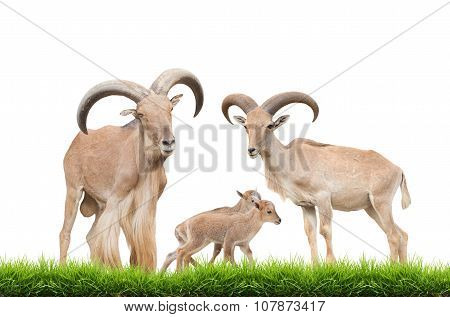 Barbary Sheep Family
