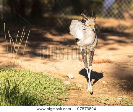 Secretary bird, Sagittarius serpentarius