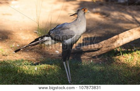 Secretary bird, Sagittarius serpentarius
