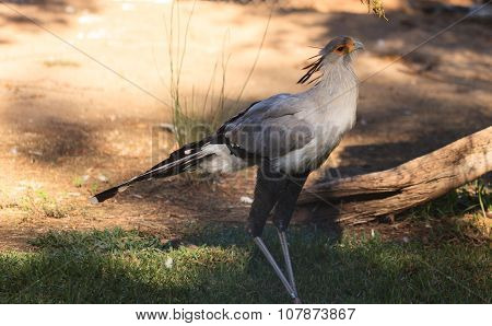 Secretary bird, Sagittarius serpentarius