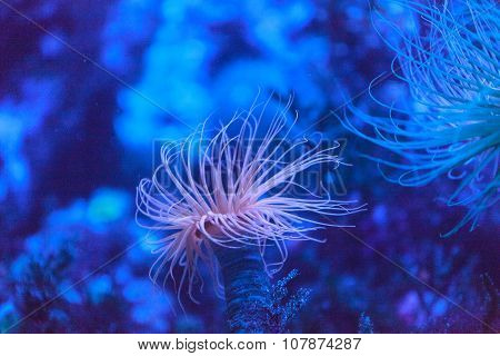Tube anemones, Pachycerianthus fimbriatus