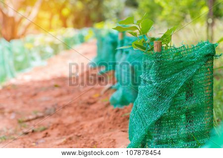 Young Plant A Tree In Agricultural Farm