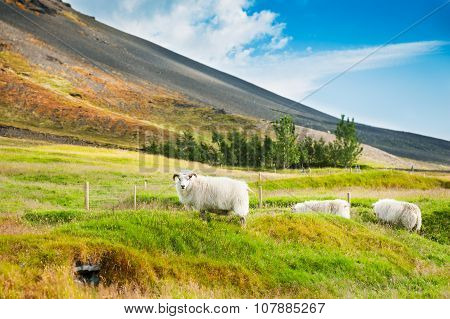 White Sheep On The Green Grass In The Mountains