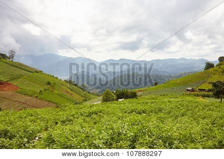Chiang Mai