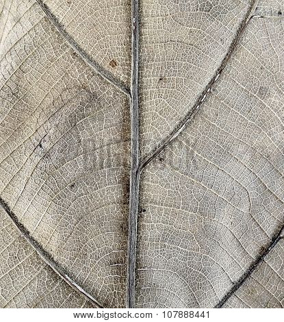Dry leaf