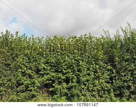 Hazel Tree Hedgerow