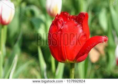 Red Tulip.
