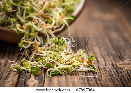 Mix Of Sprouted Seeds