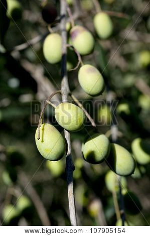 Olive Tree And A A Close Up Of Olives, Ligurian Olives The Name Is Taggiasca, The Harvest