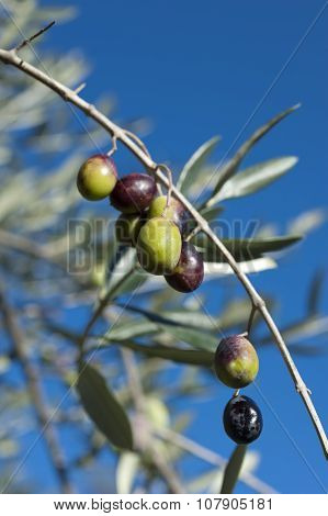 Olive Tree And A A Close Up Of Olives, Ligurian Olives The Name Is Taggiasca, The Harvest