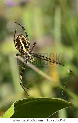 Brown Yellow  Spider On Spiderweb