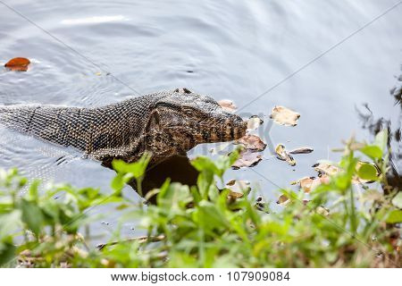 The Monitor Lizard