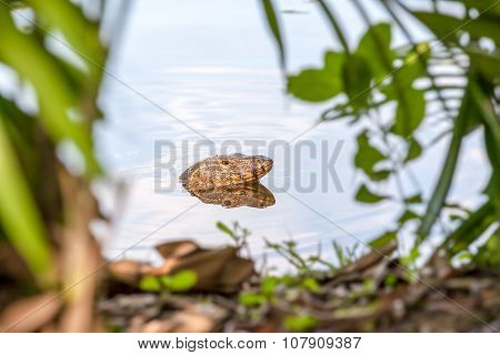 The Monitor Lizard