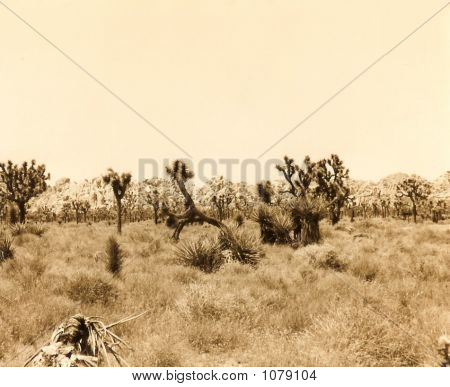 Parque Joshua Tree, sépia