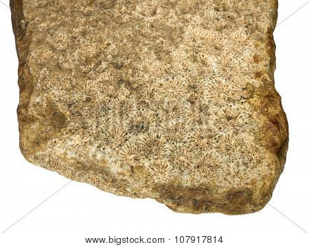 Hexacorallia fossilized in limestone