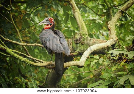 Bucorvus leadbeateri bird