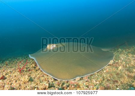Stingray (Pink Whipray)