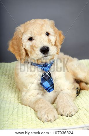 Cute Puppy With Tie