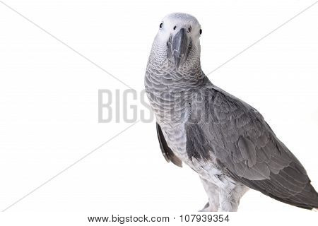 African Gray Parrot
