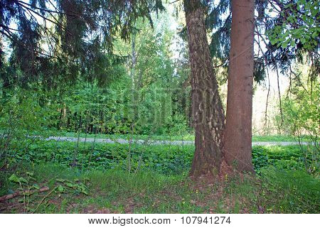 Freak of nature - a spruce and birch grow as Siamese twins