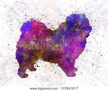 Chow-chow In Watercolor