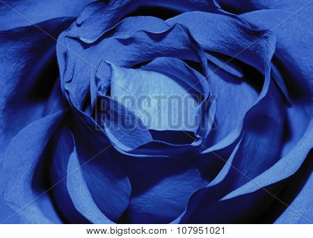 closeup macro of a dark blue rose