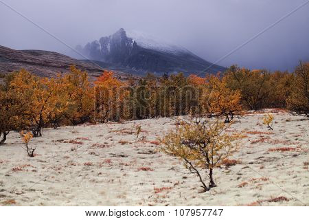forest in the autumn in the valley among the mountains