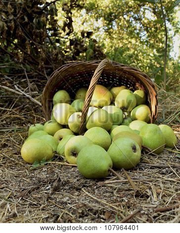 Pears
