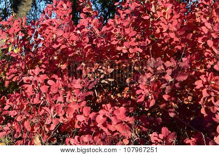 Autumn Color Leaves Of Cotinus Coggygria Growing In A Forest Belt.