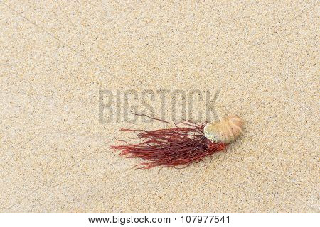 Seashell and seaweed on a beach