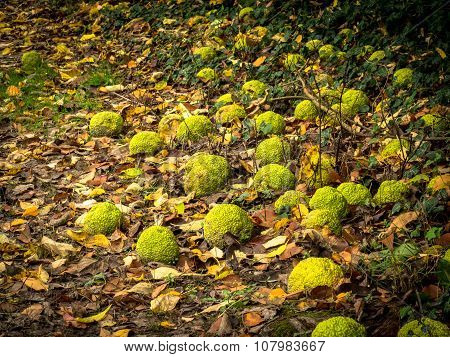 Hedge Apples on Ground