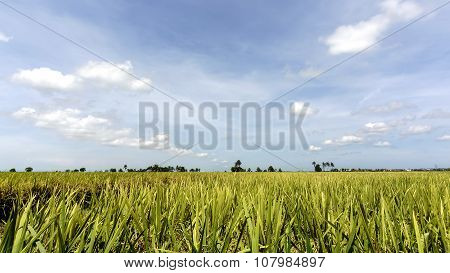 Paddy Rice Field
